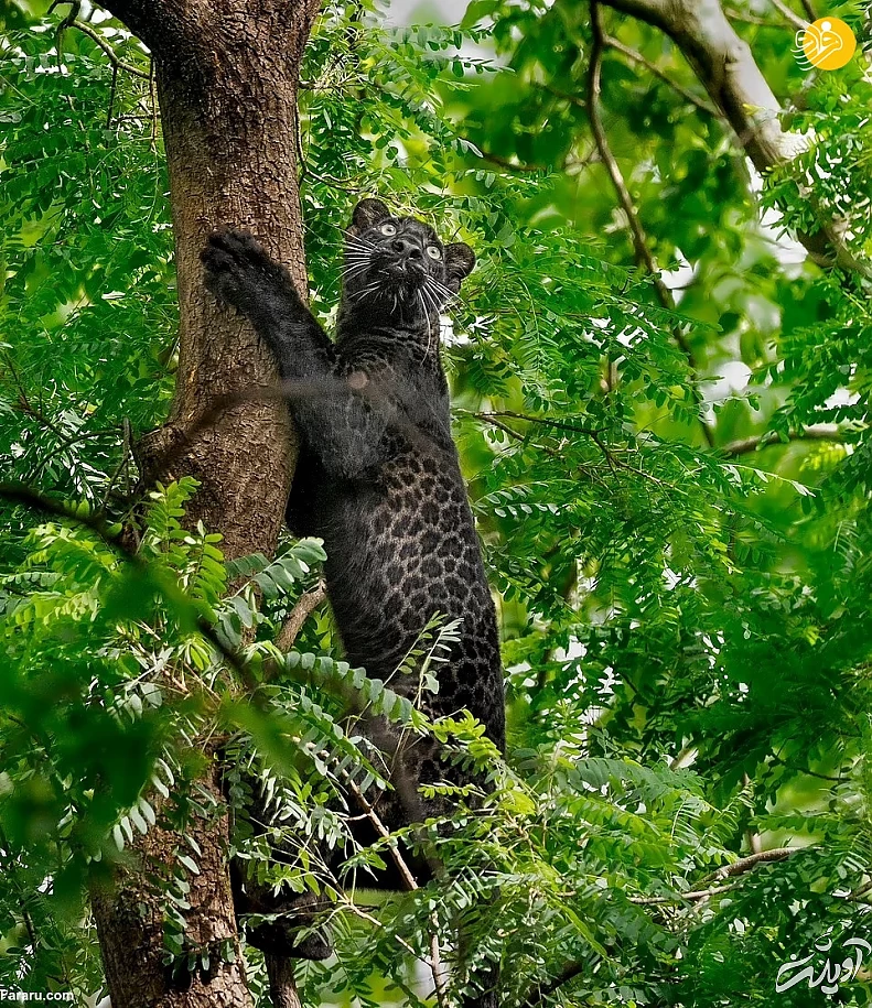 (تصاویر) (تصاویر)